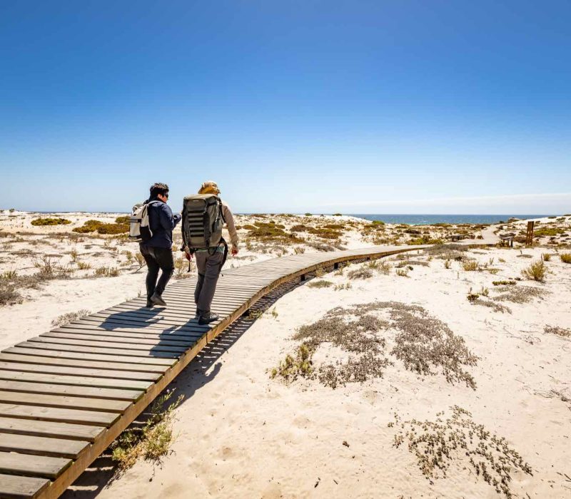 Llanos-de-Challe_-Donde-los-cactus-floridos-conforman-un-paisaje-encantador